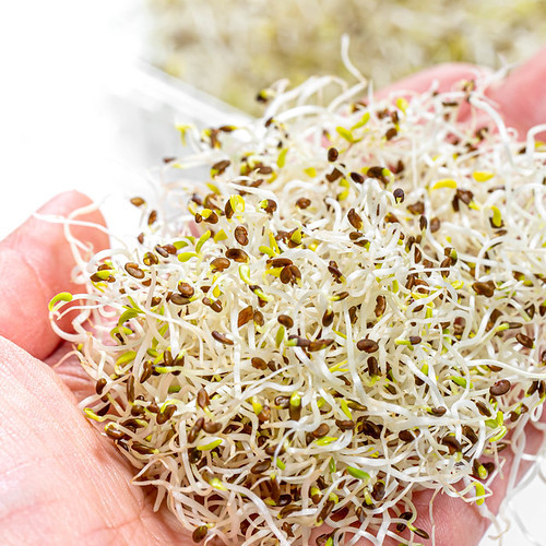 Chia sprouts