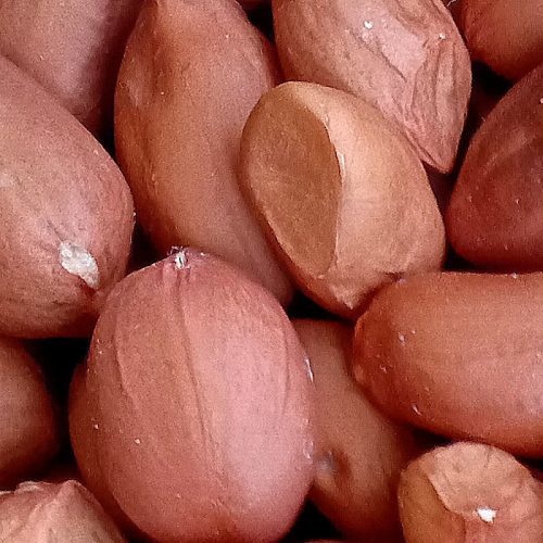 Peanut sprouts