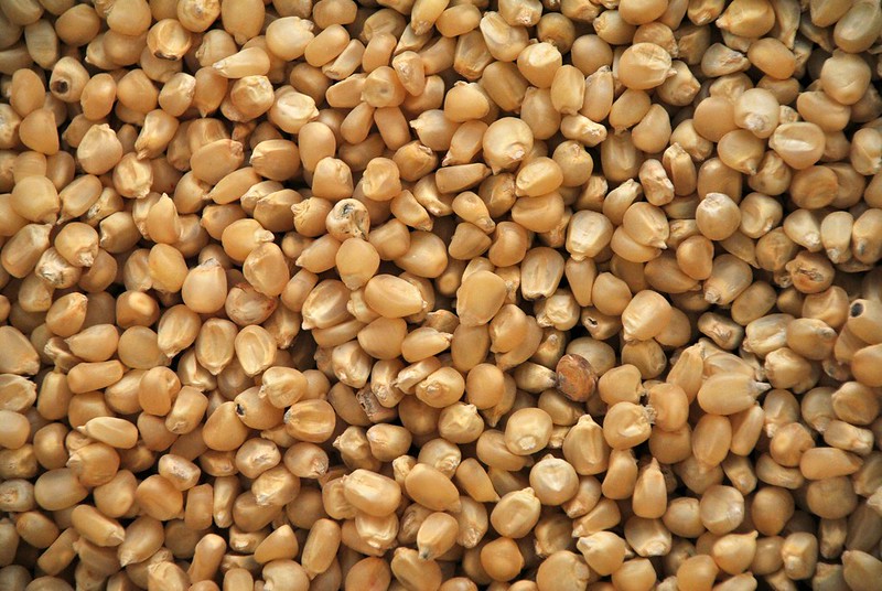 Corn sprouts
