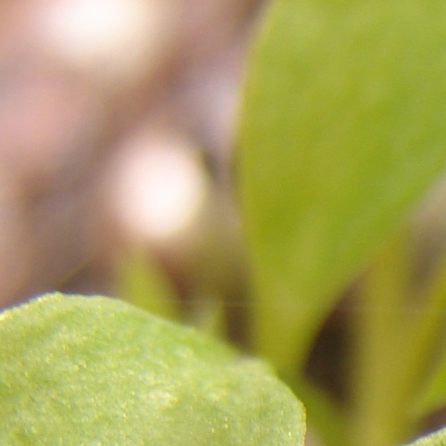 Majoran Microgreen