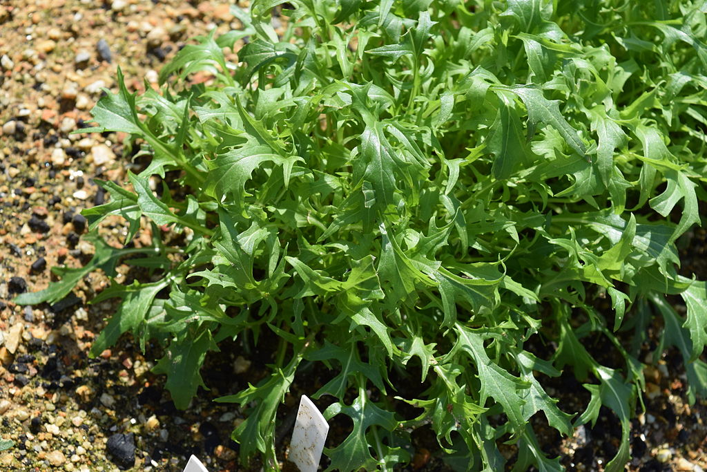 Mizuna sprouts