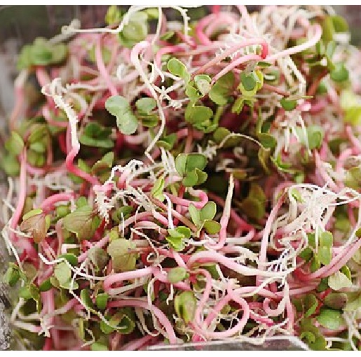 Radish2 sprouts