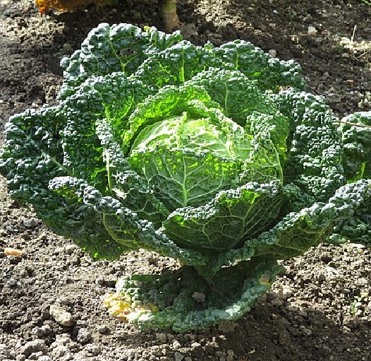 Savoy cabbage2 sprouts