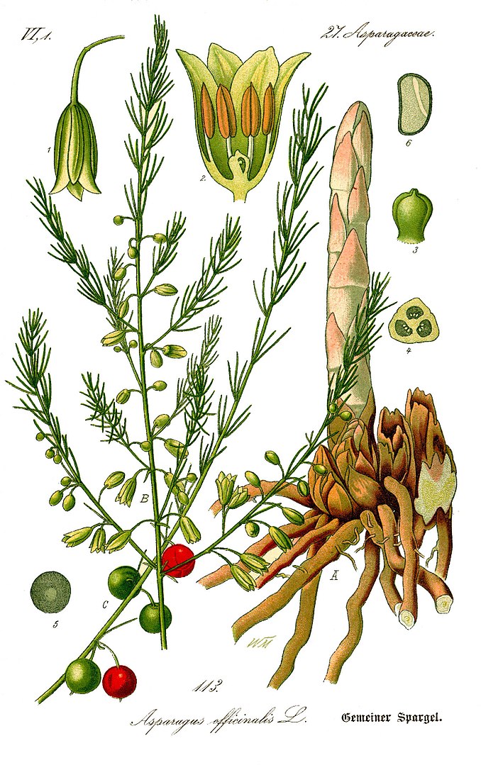 Asparagus officinalis small