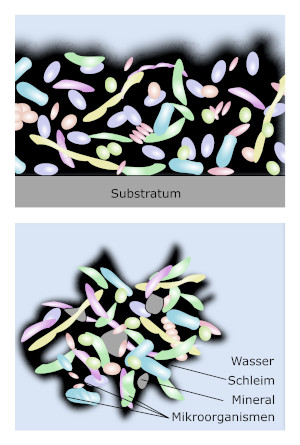 Biofilm asw small