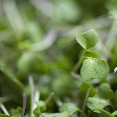 Buckwheat microgreens