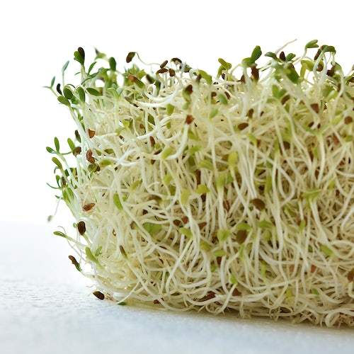 Dragon fruit sprouts