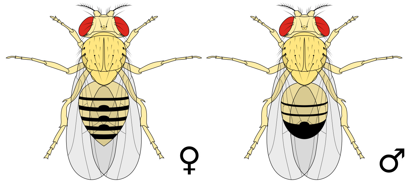 Drosophila Melanogaster