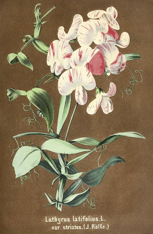 Everlasting Sweet Pea. Lathyrus latifolius. G. Weise s. 1858