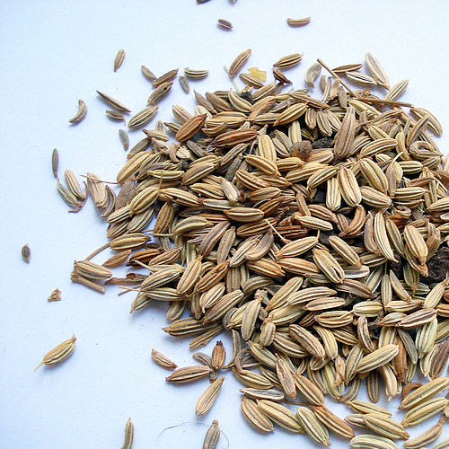 Fenchel Sprossen