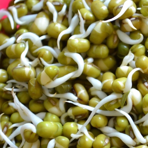 Green pea sprouts