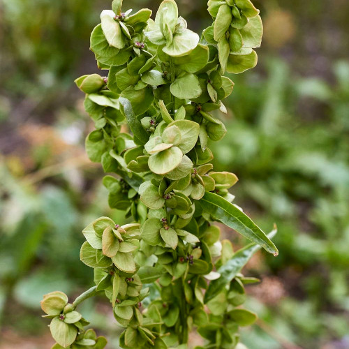 Green orach microgreens