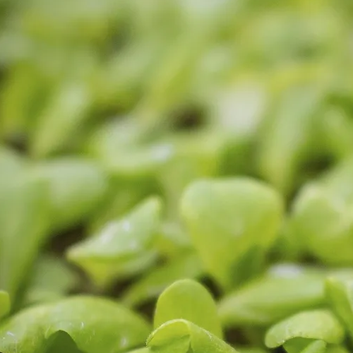 Cucumber microgreens