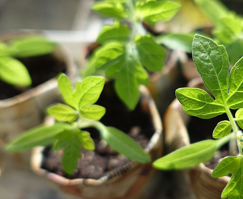 Hemp microgreen