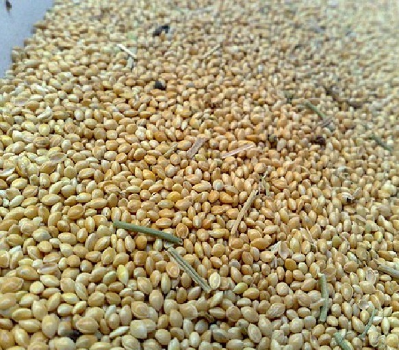 Millet2 sprouts