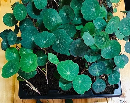 Nasturtium microgreens