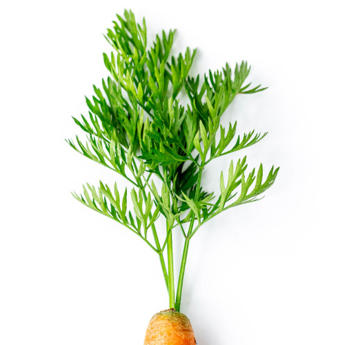 Carrot Microgreen