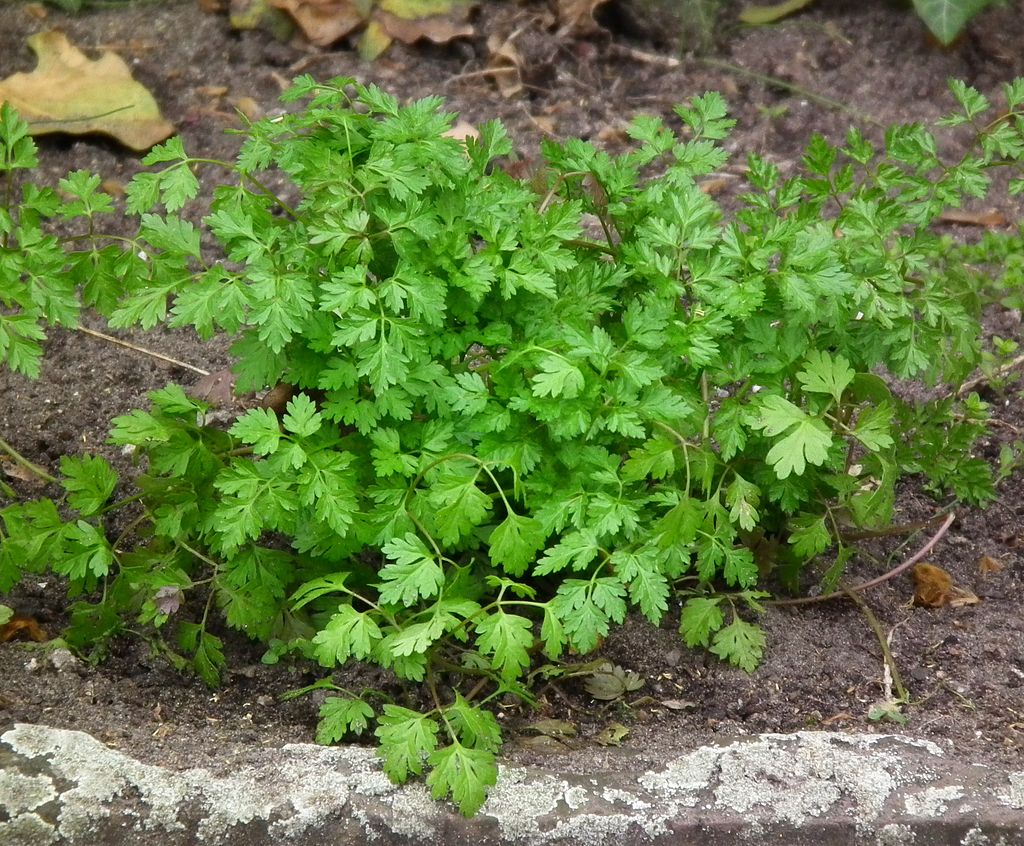 Chervil microgreens