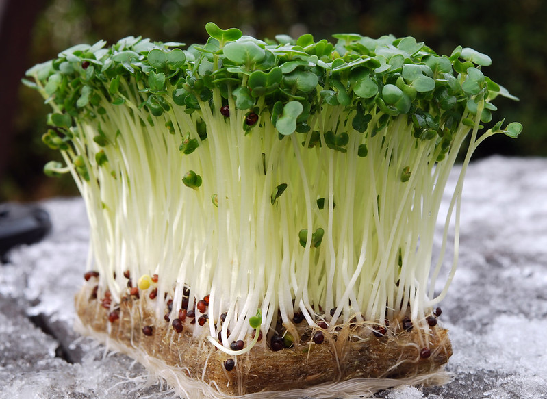 Cress microgreens