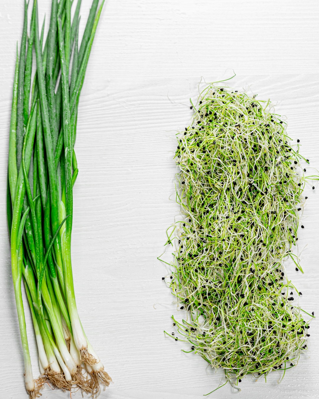 Leek2 microgreens