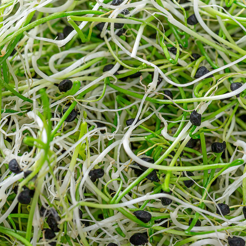 Lauch Microgreens