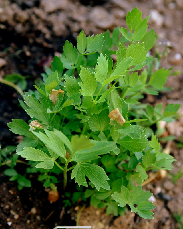 Lovage2 microgreens