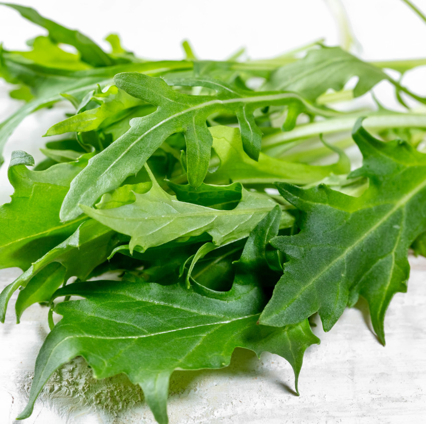 Dandelion microgreens