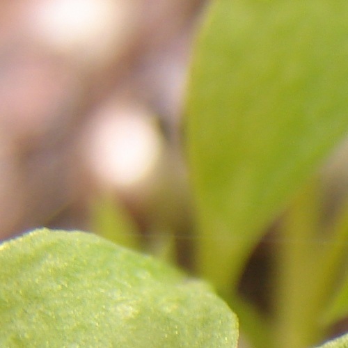 Marjoram Microgreen