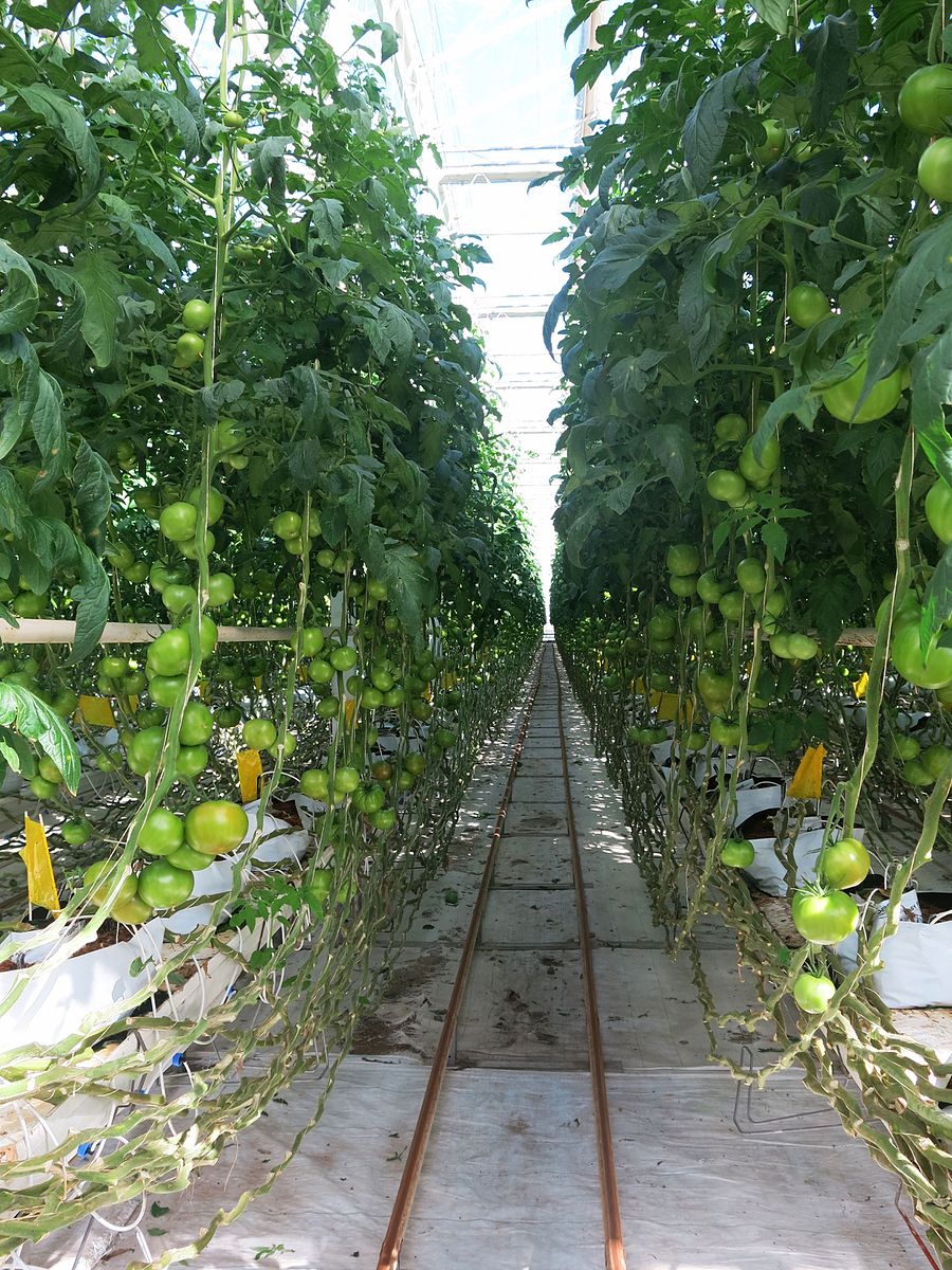 Mexican Hydroponic Tomato Facility