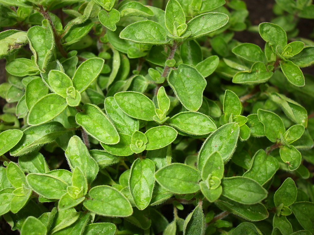 Oregano microgreens