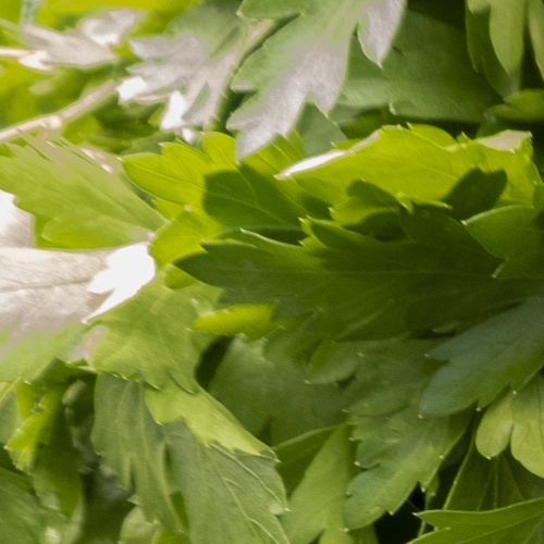 Parsley microgreens