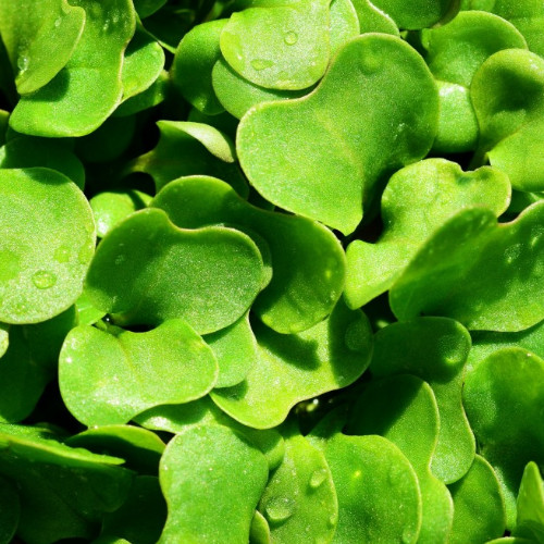 Rocket microgreens