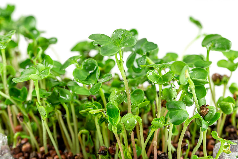 Radish2 microgreens