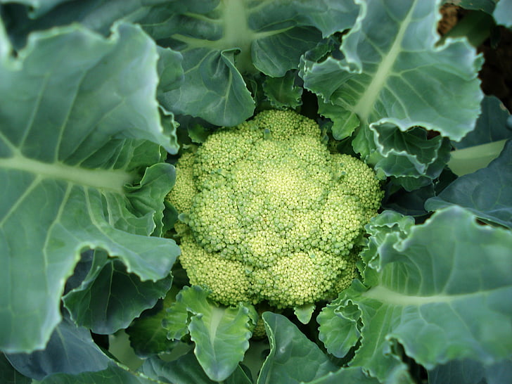 Brussels sprouts microgreens