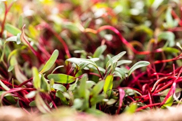 Beetroot microgreens