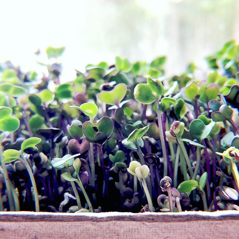 Red cabbage microgreens