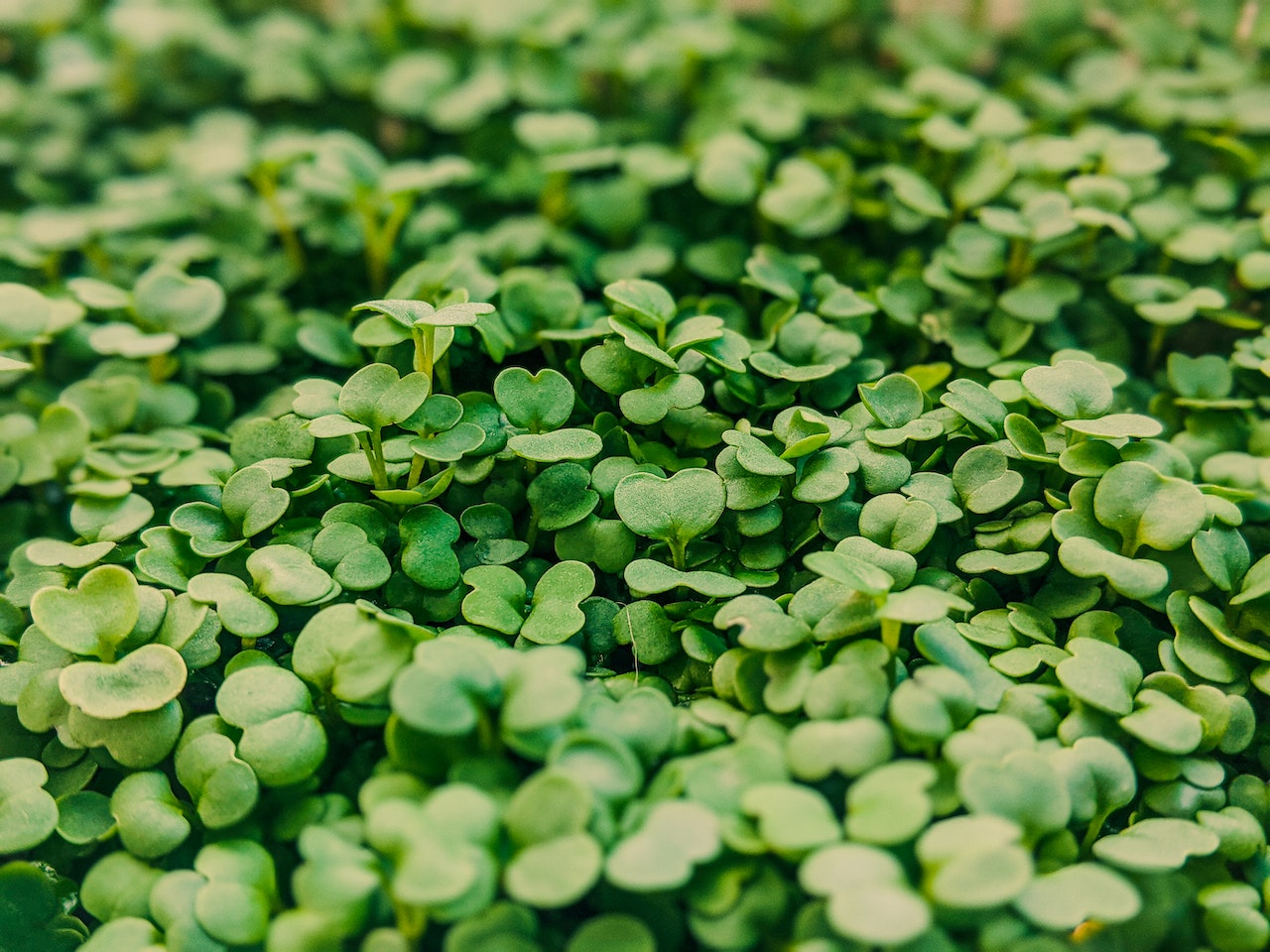 Arugula microgreens