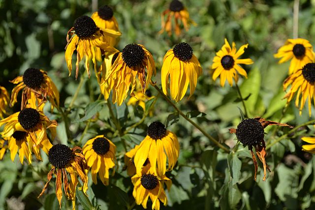 Rudbeckia Fulgida