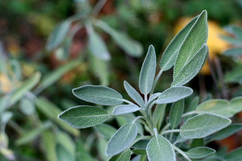 Sage microgreens