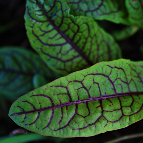 Sorrel Microgreen