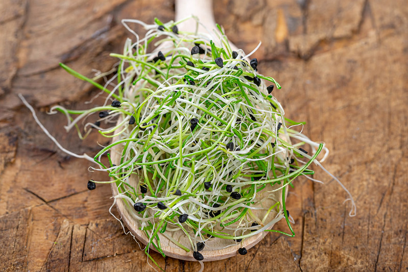 Chives2 microgreens