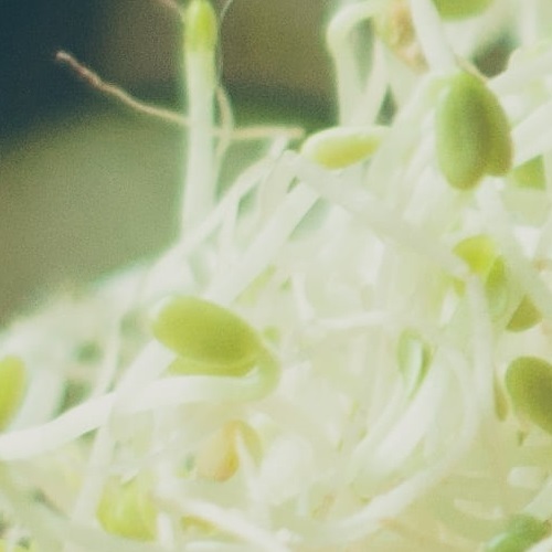 Mustard cress sprouts