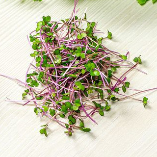 Asparagus microgreens