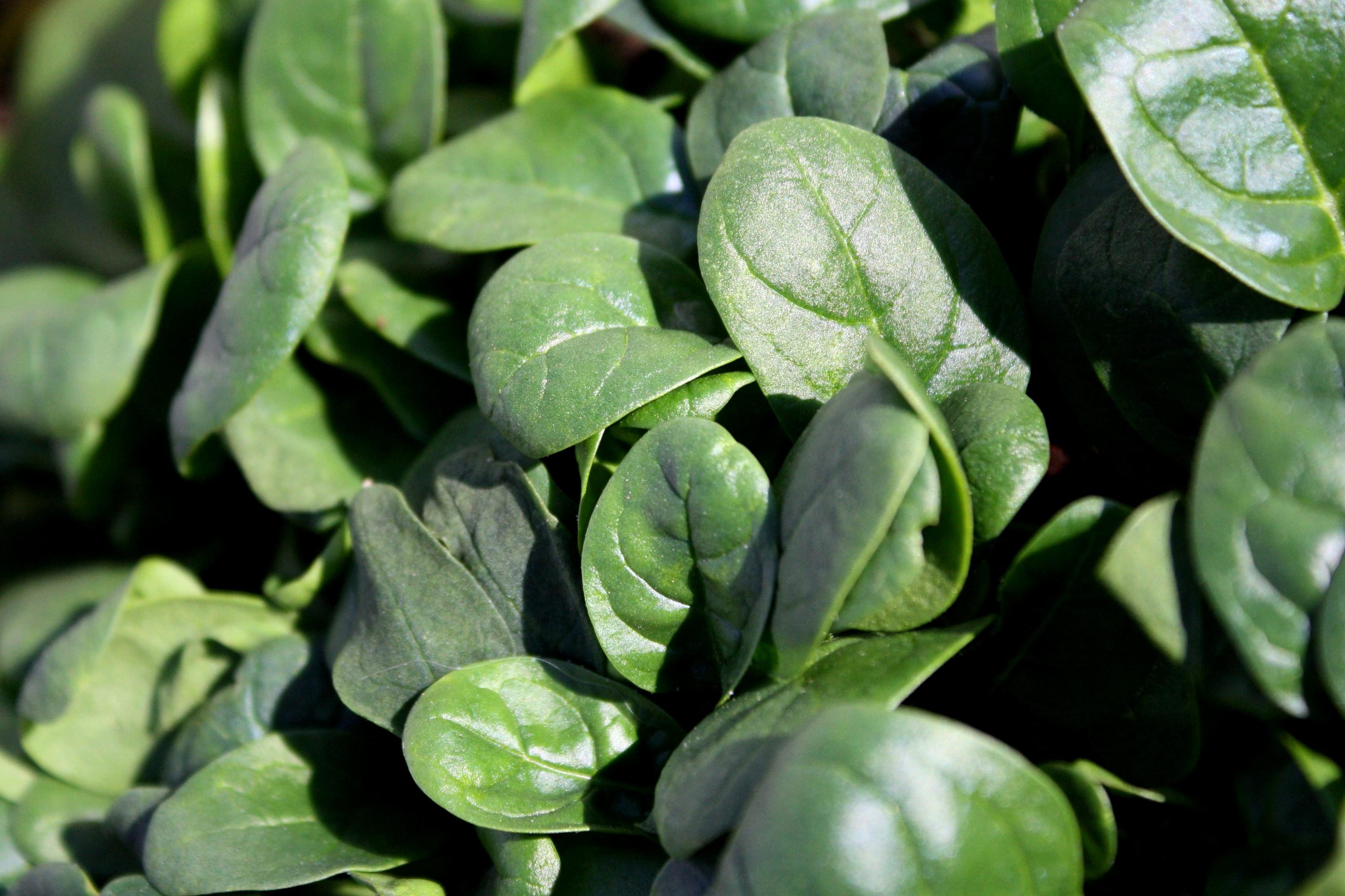 Spinach2 microgreens