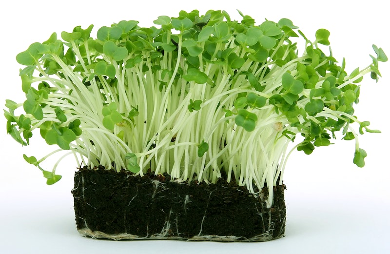 Rutabagas2 microgreens