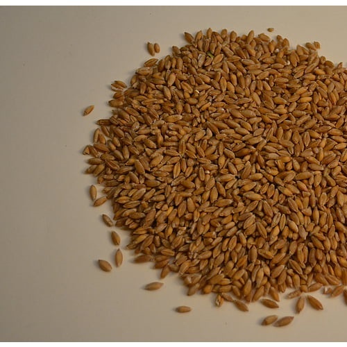 Triticale Sprossen