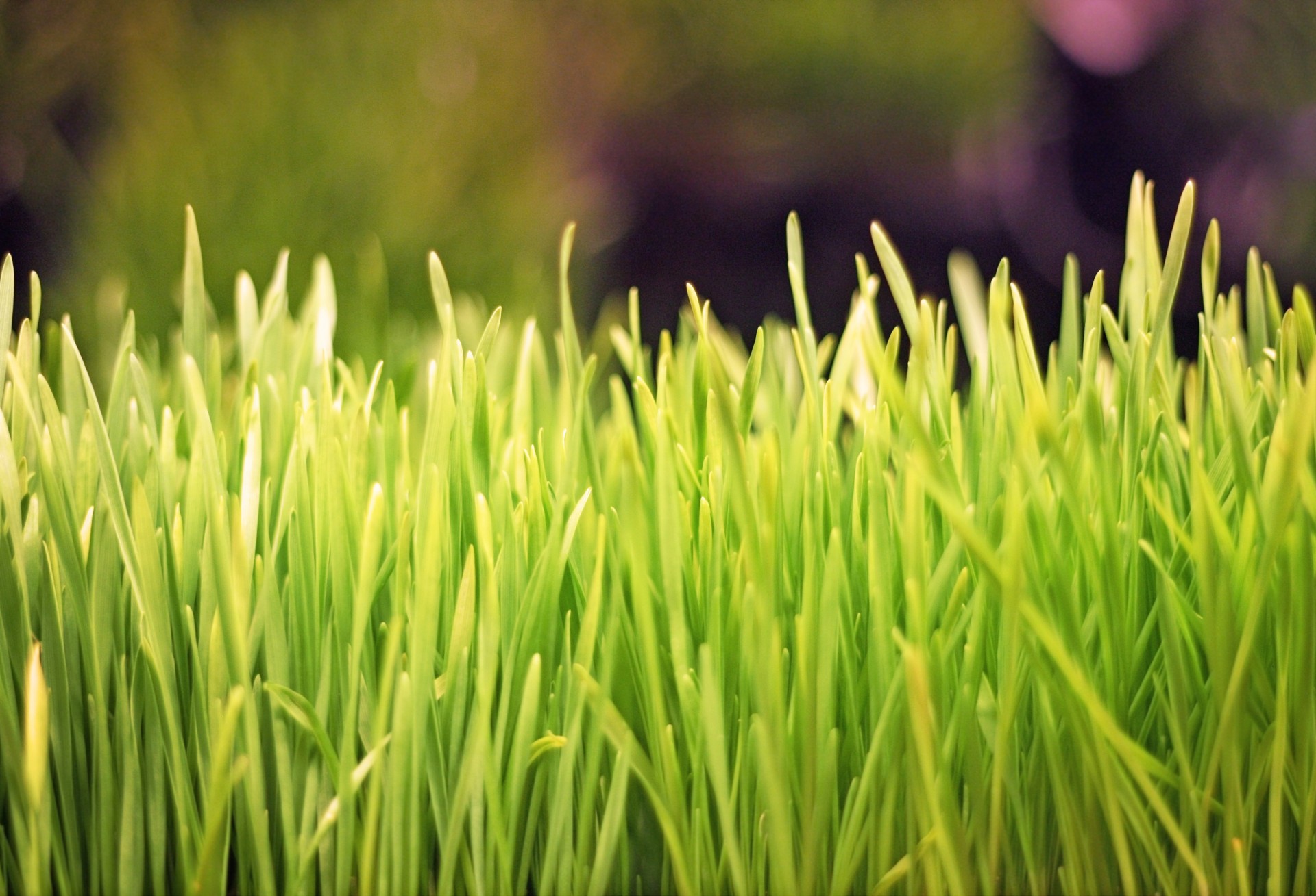 Wheatgrass2 Microgreens