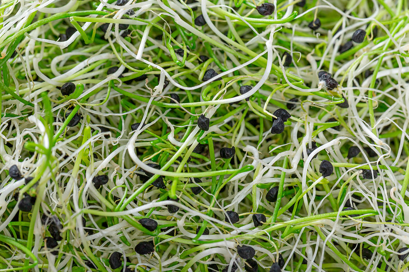 Onion2 microgreens