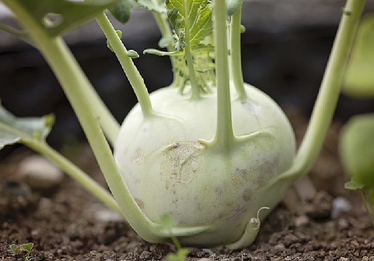 kohlrabi2 sprouts