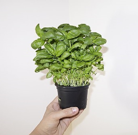 Basil microgreens